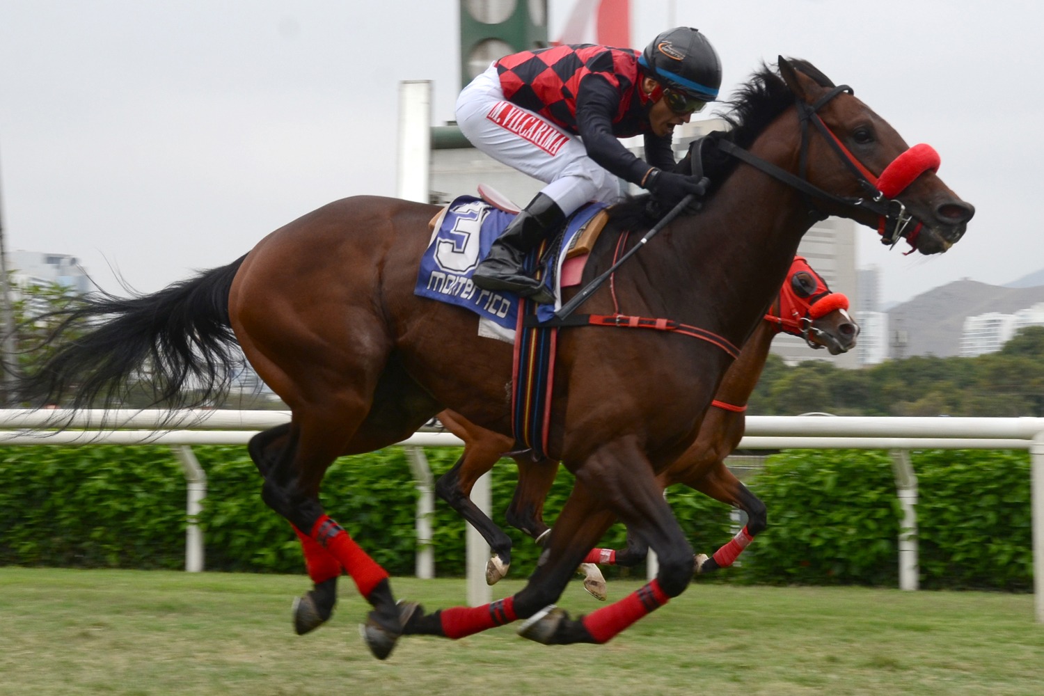 Koko Toscano (Koko Mambo) brilló en Condicional (2000m-Pasto-MONT). - Staff ElTurf.com