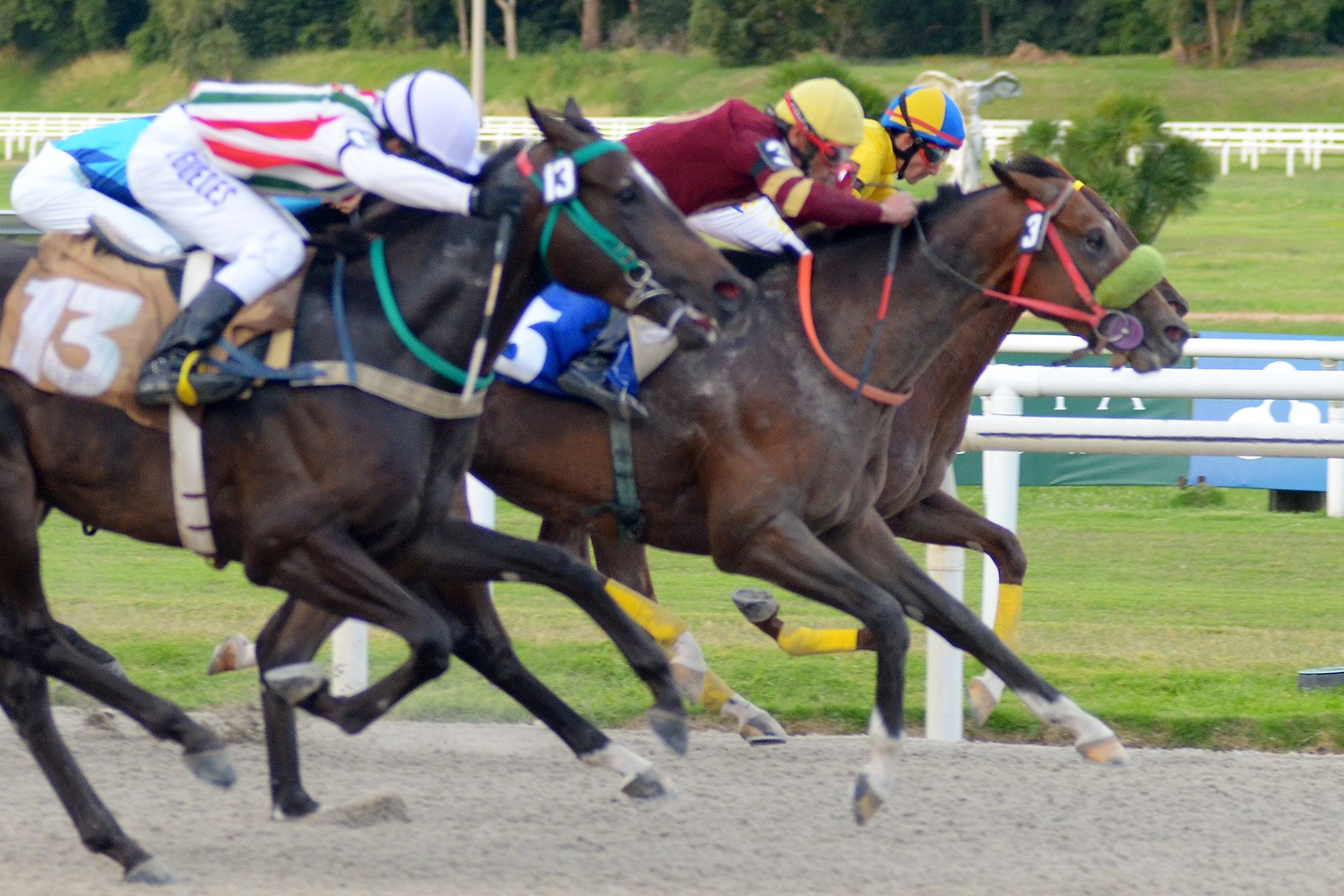 El Cantante (Ecclesiastic) se impuso en Condicional (1100m-Arena-MAR). - Staff ElTurf.com