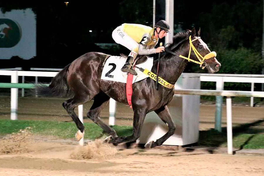 Last Hope (Distorted Humor) se lleva el Clásico Much Better (2100m-Arena-GAV). - Staff ElTurf.com