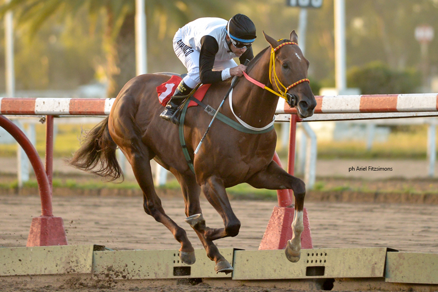 Gran Blend (Gran Enzo) se queda con Condicional (1200m-Arena-LP). - Staff ElTurf.com