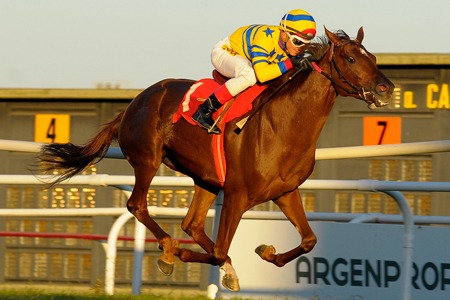 Siembra Azul (El Sembrador) se impuso en Handicap (2400m-Pasto-SI). - Staff ElTurf.com
