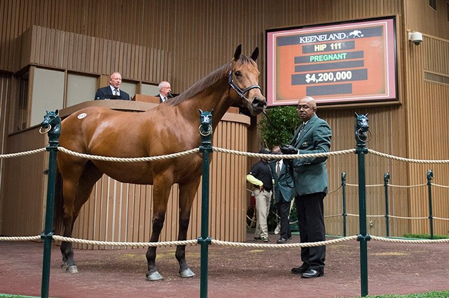 Foto: Keeneland Sales - Jaime Casas